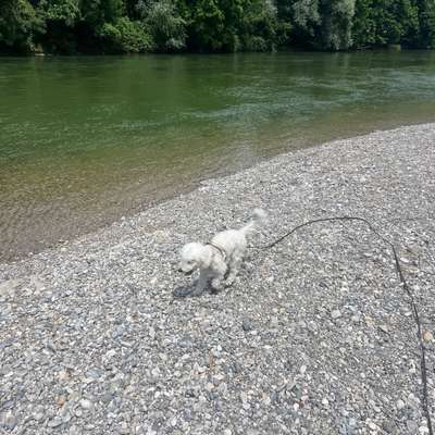 Hundetreffen-Spielen am Isar Ufer mit Enzo-Bild