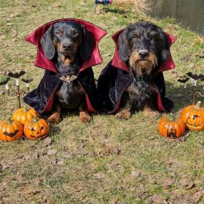 🎃🐶 Hund im Halloween-Kostüm – süß oder Stress pur?-Beitrag-Bild