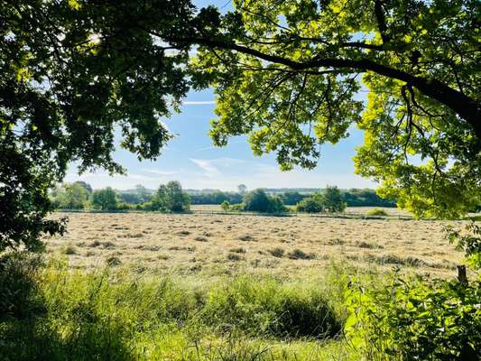 Hundeauslaufgebiet-Kronsberg-Bild