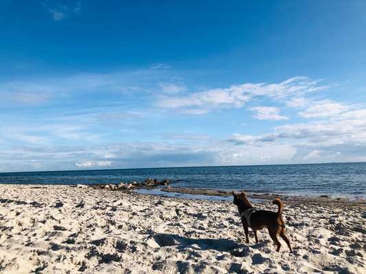 Mit Hund im Urlaub.-Beitrag-Bild