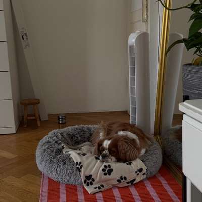 Hundetreffen-Playdate-Bild