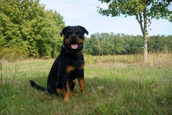 Rottweiler/-Mischlinge-Beitrag-Bild