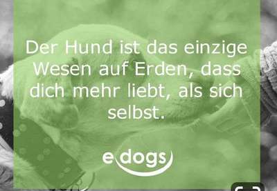 Hunde sprüche-Beitrag-Bild