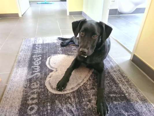 Labradorfans-Beitrag-Bild