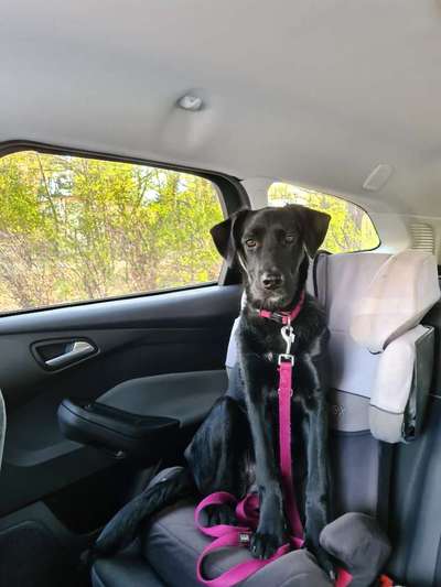 Labradorfans-Beitrag-Bild