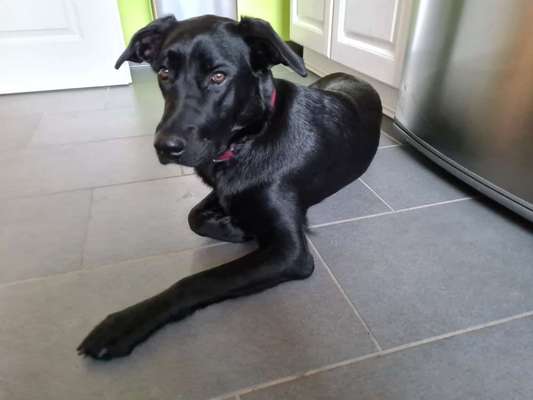 Labradorfans-Beitrag-Bild