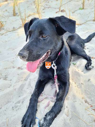 Labradorfans-Beitrag-Bild