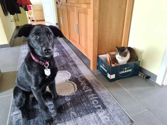 Labradorfans-Beitrag-Bild