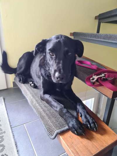 Labradorfans-Beitrag-Bild