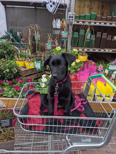 Dogorama Photo Challenge - Der Frühling kommt-Beitrag-Bild