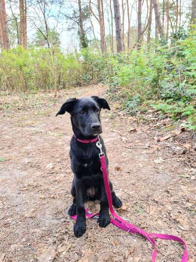 Labradorfans-Beitrag-Bild