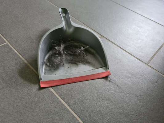 Labradorfans-Beitrag-Bild