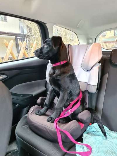 Labradorfans-Beitrag-Bild