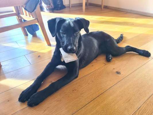 Labradorfans-Beitrag-Bild