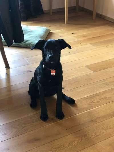 Labradorfans-Beitrag-Bild