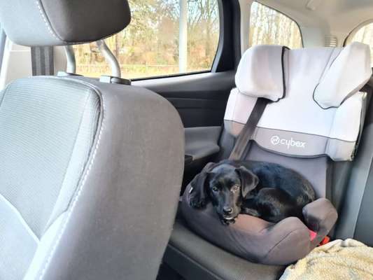 Labradorfans-Beitrag-Bild