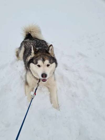 Alaskan Malamute-Beitrag-Bild
