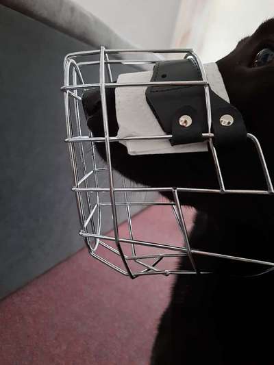 Wie sitzt mein Maulkorb / Maulkorb-Beratung-Beitrag-Bild