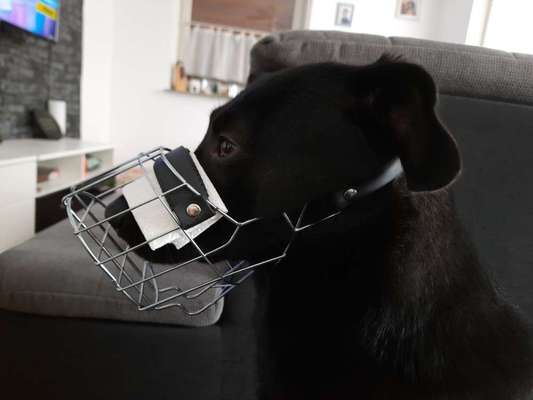 Wie sitzt mein Maulkorb / Maulkorb-Beratung-Beitrag-Bild