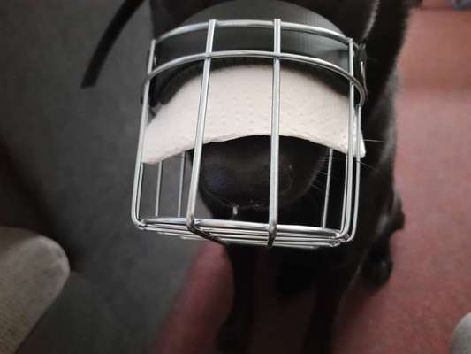 Wie sitzt mein Maulkorb / Maulkorb-Beratung-Beitrag-Bild