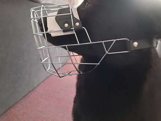 Wie sitzt mein Maulkorb / Maulkorb-Beratung-Beitrag-Bild