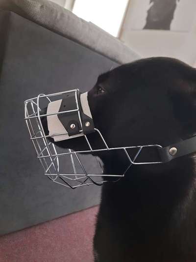 Wie sitzt mein Maulkorb / Maulkorb-Beratung-Beitrag-Bild