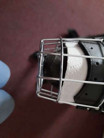 Wie sitzt mein Maulkorb / Maulkorb-Beratung-Beitrag-Bild