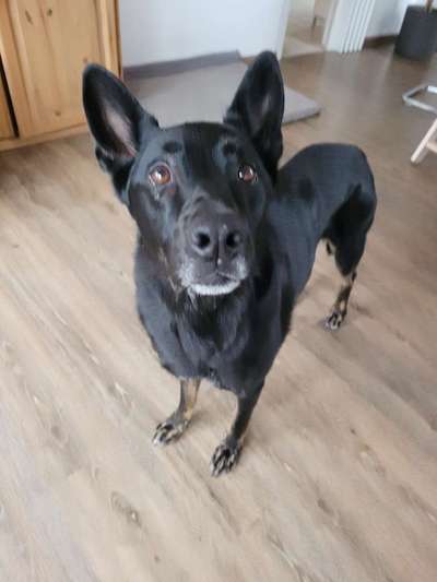 Der berühmte hundeblick-Beitrag-Bild