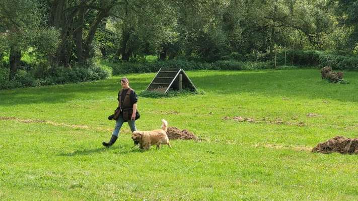 Hundetreffen-Begleithundeausbildung gem. der Richtlinien des Golden Retriever Club e.V-Bild