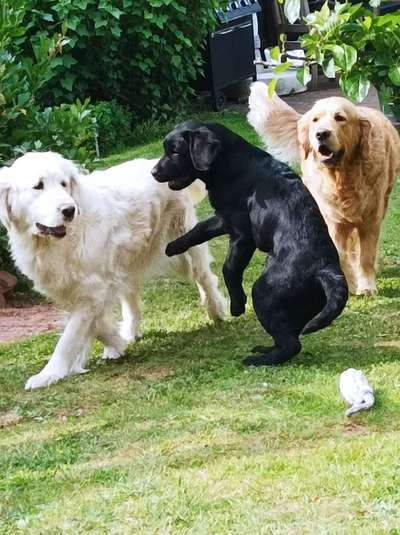 Fotosammlung: ,,Der natürliche Hund" Unbearbeitet, ungestellt und in Natura-Beitrag-Bild