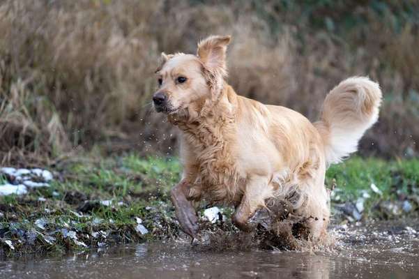 Fotosammlung: ,,Der natürliche Hund" Unbearbeitet, ungestellt und in Natura-Beitrag-Bild