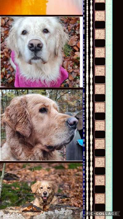 Golden Retriever-Beitrag-Bild