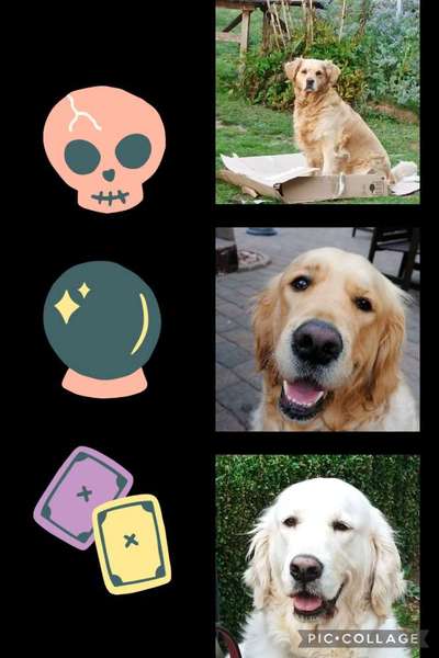 Wo sind die Golden Retriever Liebhaber?-Beitrag-Bild