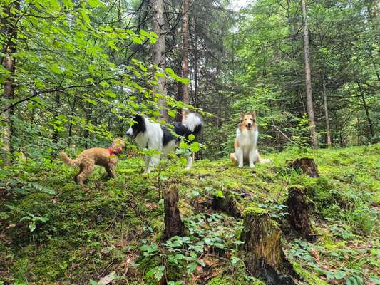 Hundetreffen-Hötting - Social Walk und Freilauf-Bild