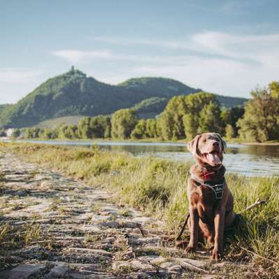 Hundetreffen-Play Date im Rhein-Sieg-Kreis-Bild