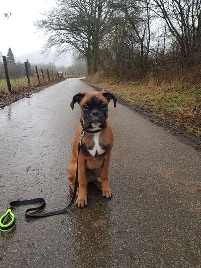 Deutsche Boxer-Beitrag-Bild