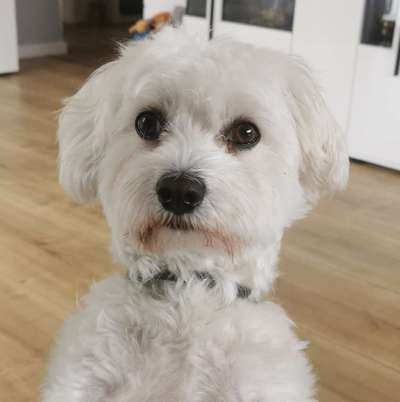 Wie kamst du zu deinem Hund?-Beitrag-Bild