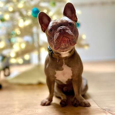 Hundetreffen-Gassirunde & Playdate-Bild