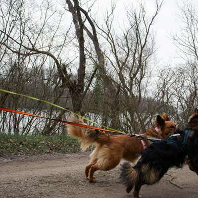 Hundetreffen-Canicross Gruppe gesucht-Bild