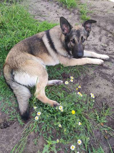 Schäferhund-Fans?-Beitrag-Bild