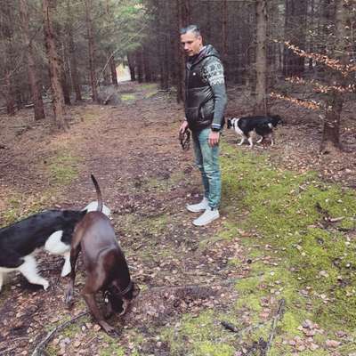 Hundetreffen-Spielrunde auf der Elbwiese am blauen Wunder-Profilbild