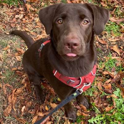 Hundetreffen-Hundybuddy zum Spazieren und Spielen gesucht