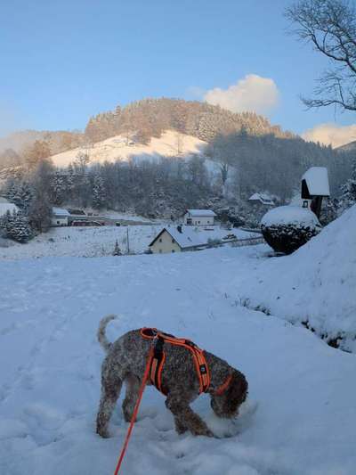 Lagotto Romagnolo Besitzer-Beitrag-Bild