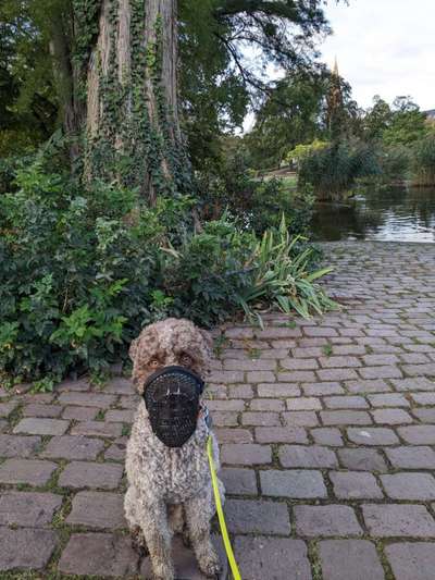 Lagotto Romagnolo Besitzer-Beitrag-Bild