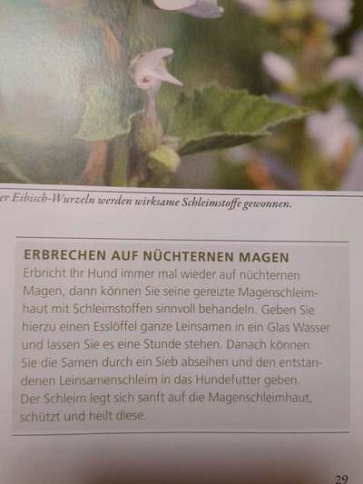 Lagotto Romagnolo Besitzer-Beitrag-Bild