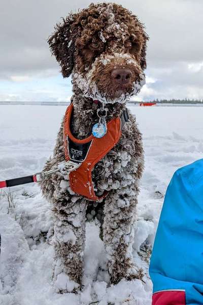 Lagotto Romagnolo Besitzer-Beitrag-Bild