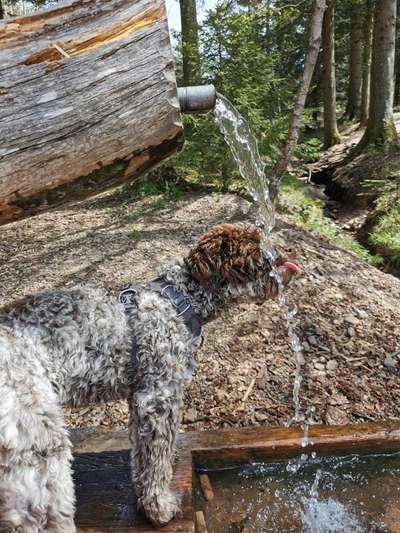 zeigt her eure Löckchen-Beitrag-Bild