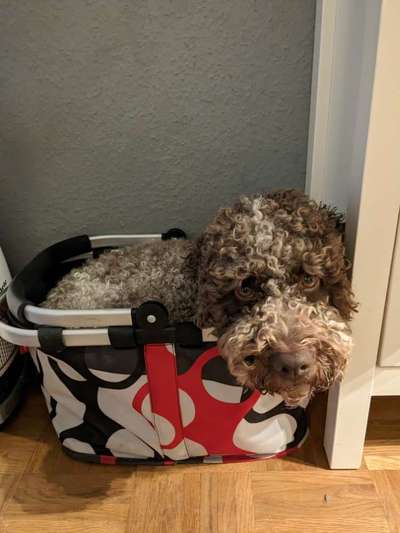 Lagotto Romagnolo Besitzer-Beitrag-Bild
