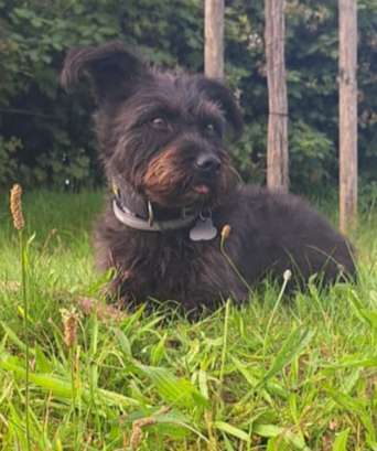 Unsere Fellnasen-Vielfalt im Überblick!-Beitrag-Bild