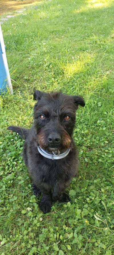 Unsere Fellnasen-Vielfalt im Überblick!-Beitrag-Bild